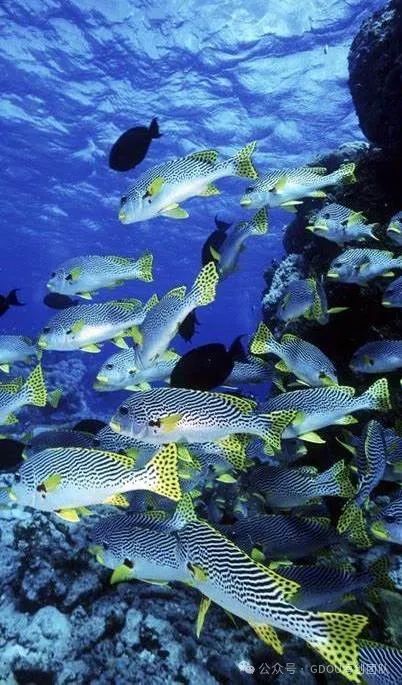 前端开发机器人_前端机器开发人员工资_前端机器开发人员招聘