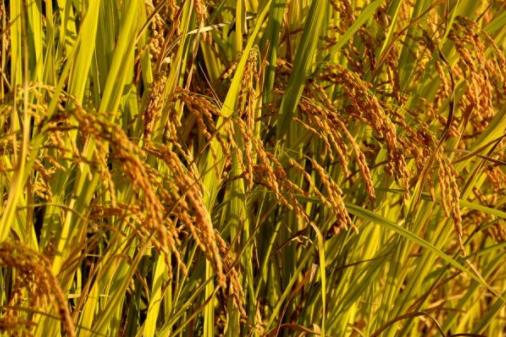 2022北京排名靠前的web前端开发培训机构课程网友推荐-JieYingAI捷鹰AI