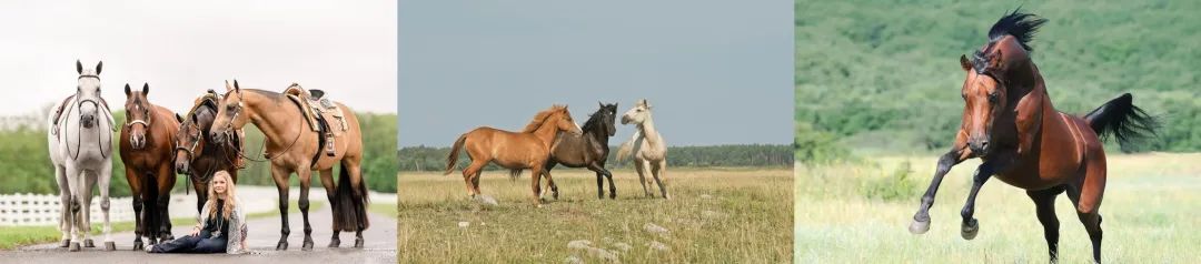 LLM大语言_语言大模型_语言大师