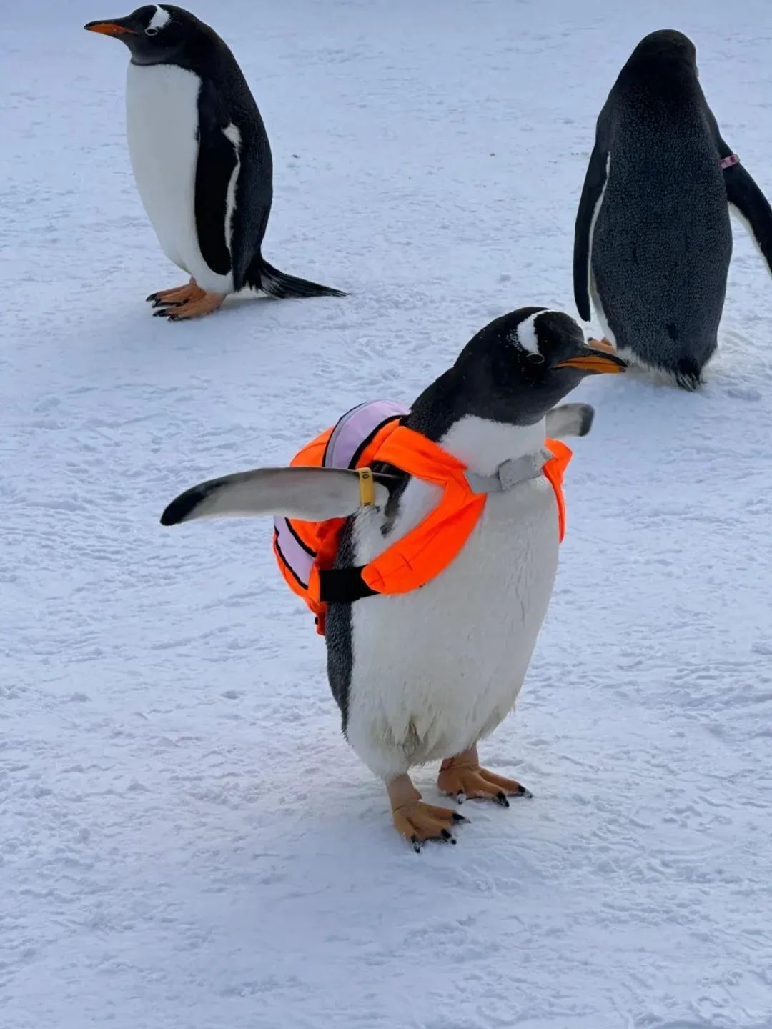 哈尔滨营销策划_哈尔滨营销型网站_哈尔滨seo全网营销