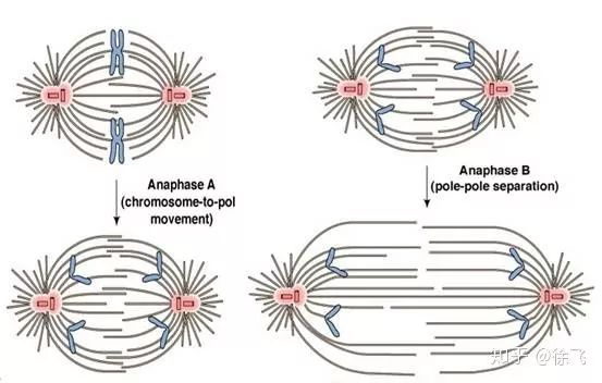 前端开发与后端开发的区别_开发前端后端区别_开发前端后端区别在哪