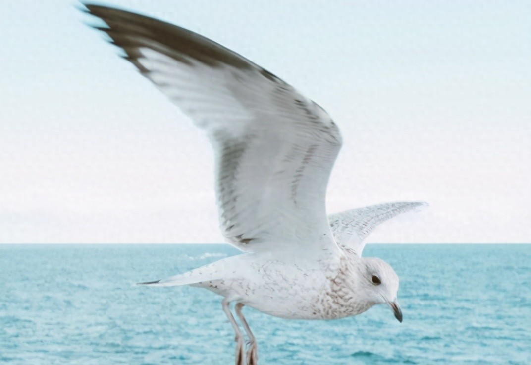 门户网站运营方法-JieYingAI捷鹰AI